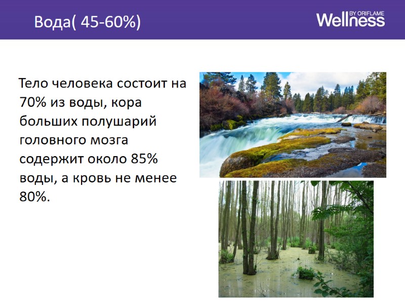 Вода( 45-60%)     Тело человека состоит на 70% из воды, кора